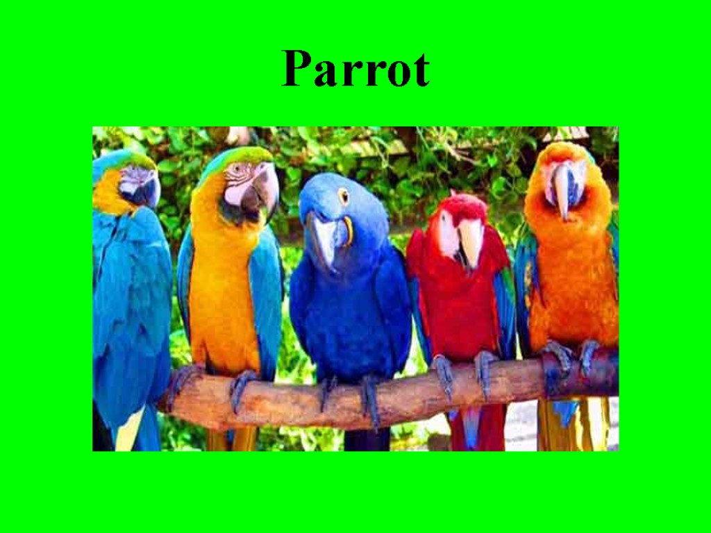 Parrot